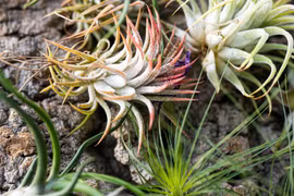 Những loài cây kỳ lạ sống không cần đất, triệu người săn lùng