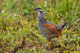 Điểm mặt 20 loài gà hoang dã, quý hiếm của Việt Nam (1) 