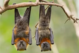 Thực hư việc máu dơi có tác dụng giúp con người ngủ đông