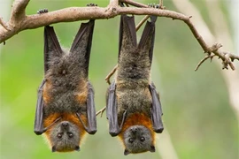 Thực hư việc máu dơi có tác dụng giúp con người ngủ đông
