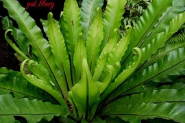 Kỳ thú loài cây giống hệt tổ chim, trồng làm cảnh cực đẹp
