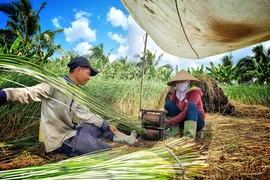 Trà Vinh: Nông dân có việc quanh năm, thu nhập tốt nhờ trồng “cỏ dại”
