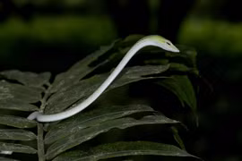 Rùng mình các loài rắn từng xuất hiện ở VQG Cúc Phương 