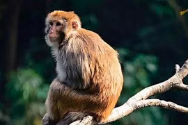  Top 3 con giáp lộc thênh thang từ giờ đến cuối năm 2024