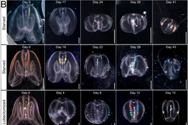 Tìm thấy sinh vật kỳ lạ, chớp mắt cải lão hoàn đồng đúng nghĩa
