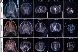 Tìm thấy sinh vật kỳ lạ, chớp mắt cải lão hoàn đồng đúng nghĩa