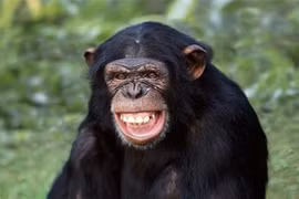 7 loài động vật thông minh bậc nhất: 'Sốc' nặng với vị trí của lợn