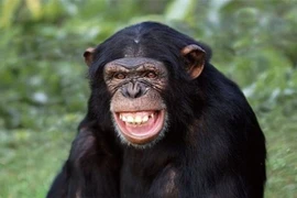 7 loài động vật thông minh bậc nhất: 'Sốc' nặng với vị trí của lợn