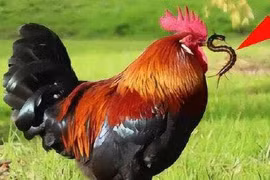 Tại sao rết kịch độc lại sợ gà trống?