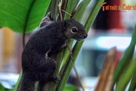 Đi thăm vườn bách thảo nổi tiếng nhất Đông Nam Á