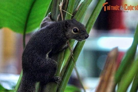 Đi thăm vườn bách thảo nổi tiếng nhất Đông Nam Á