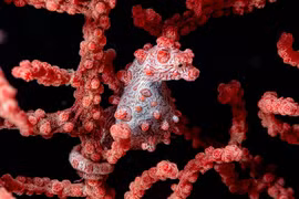 Top 20 loài động vật có khả năng ngụy trang bậc thầy 