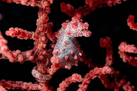 Top 20 loài động vật có khả năng ngụy trang bậc thầy 