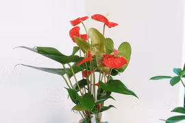 Đặt 3 cây thủy sinh lên ban thờ Thần Tài, tài lộc ùn ùn kéo đến