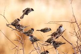 Chim sẻ có nhiều, nhưng tại sao xác chim sẻ hiếm khi được tìm thấy?