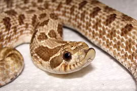 Cận cảnh loài rắn mũi lợn kỳ quái nhất hành tinh 