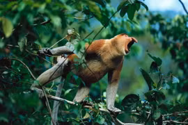 Cận cảnh loài khỉ có vòi duy nhất trên thế giới