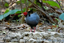Mê mẩn loài chim quý của Việt Nam qua ống kính phó nháy Australia