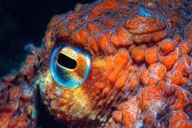 Tận mục "quái thú" biển sâu sở hữu ba trái tim, máu xanh lạ lùng 