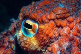 Tận mục "quái thú" biển sâu sở hữu ba trái tim, máu xanh lạ lùng 