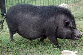 Sự thật thú vị về giống lợn Việt Nam khiến thế giới phát cuồng