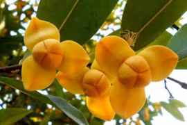 Bí ẩn loài hoa độc đáo được chọn làm biểu tượng của Campuchia