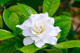 Top 20 loài hoa thơm nhất thế giới: Số 1 Việt Nam rất nhiều 