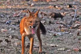 Chó hoang quý hiếm hạ gục cả hổ nằm trong Sách Đỏ Việt Nam