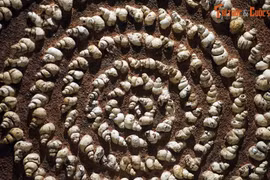 Ngoài cá sấu 40 triệu tuổi, Na Dương còn phát hiện hóa thạch khủng nào? 