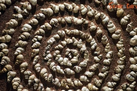 Ngoài cá sấu 40 triệu tuổi, Na Dương còn phát hiện hóa thạch khủng nào? 