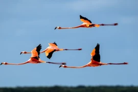 Những bức ảnh tuyệt đẹp về động vật hoang dã khắp thế giới