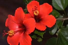 Vì sao người Malaysia chọn hoa dâm bụt làm quốc hoa?