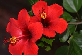 Vì sao người Malaysia chọn hoa dâm bụt làm quốc hoa?