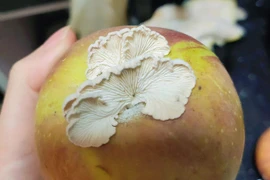 Quả táo mọc nấm cực quý hiếm, chuyên gia Trung Quốc 'truy tìm'