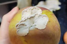 Quả táo mọc nấm cực quý hiếm, chuyên gia Trung Quốc 'truy tìm'