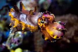 Chùm ảnh: Tròn mắt với sự quái lạ của các loài mực 