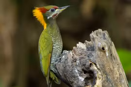 Thế giới muôn màu của các loài chim gõ kiến Việt Nam