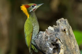 Thế giới muôn màu của các loài chim gõ kiến Việt Nam