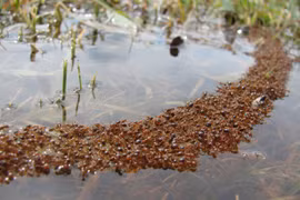 Sự thật cực đáng sợ ít người biết về loài kiến lửa, nghe phát hãi 