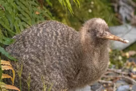 Soi các loài chim chạy hồng hộc cả ngày, “chân to” nhất quả đất
