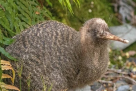 Soi các loài chim chạy hồng hộc cả ngày, “chân to” nhất quả đất