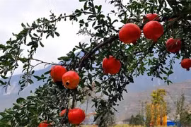 Trồng ba cây trước cửa, con cháu thịnh vượng ba đời