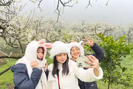 Rừng hoa mận trắng tinh khôi trên cao nguyên Mộc Châu