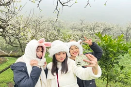 Rừng hoa mận trắng tinh khôi trên cao nguyên Mộc Châu