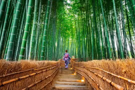 Lạc lối trong rừng tre cổ xưa đẹp như thần thoại ở Nhật Bản