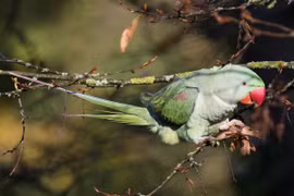 Khám phá thú vị về 7 loài vẹt sống ở Việt Nam