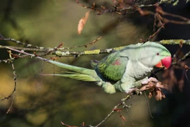 Khám phá thú vị về 7 loài vẹt sống ở Việt Nam