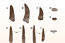 Phát hiện loài quái thú mới ở Thái Lan, họ hàng của T-rex