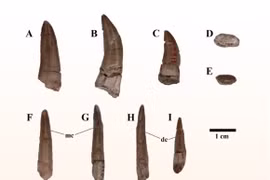 Phát hiện loài quái thú mới ở Thái Lan, họ hàng của T-rex