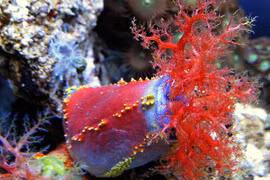 Tận mục thế giới ít người biết đến của các loài hải sâm